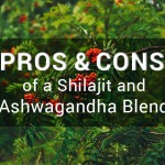 Pros and cons of blending Ashwagandha with shilajit.