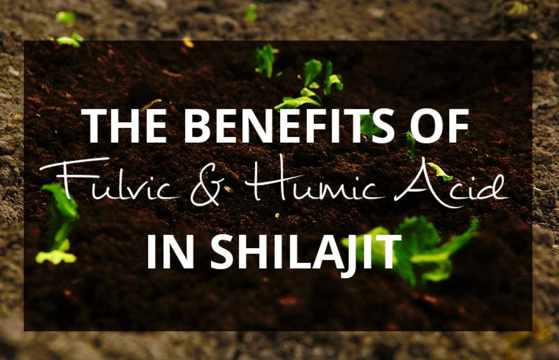 Fulvic and Humic Acid in Shilajit